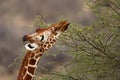 Reticulated giraffe in Samburu National Reserve Royalty Free Stock Photo