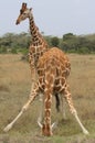A reticulated giraffe spread legs apart and bends down to take a sip of water while another stands guard behind, Kenya