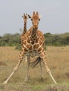 A reticulated giraffe stands legs akimbo to take a sip of water while another stands guard behind it in the wild, Kenya Royalty Free Stock Photo