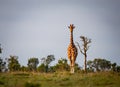 Reticulated Giraffe walks forward, straight towards camera