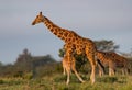 Reticulated Giraffe walks right to left in profile