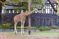 Reticulated giraffe (Giraffa reticulata) in the Berlin Zoo Royalty Free Stock Photo