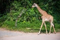 Reticulated giraffe in the zoo Royalty Free Stock Photo
