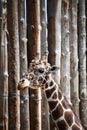 Reticulated Giraffe in a Zoo Royalty Free Stock Photo