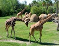 Reticulated giraffes Royalty Free Stock Photo