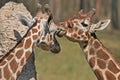 Reticulated Giraffes Royalty Free Stock Photo