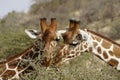 Reticulated giraffes feeding on acacia, Samburu, Kenya Royalty Free Stock Photo