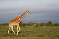 Reticulated giraffes in Ol Pejeta, Kenya, Africa Royalty Free Stock Photo