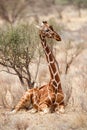 Reticulated giraffe in Samburu National Reserve