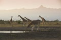 Reticulated giraffes at waterhole and Mount Kenya at dawn Royalty Free Stock Photo