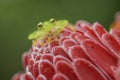 Reticulated Glass Frog - Hyalinobatrachium valerioi Royalty Free Stock Photo