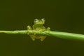 Reticulated Glass Frog - Hyalinobatrachium valerioi,