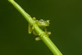 Reticulated Glass Frog - Hyalinobatrachium valerioi, Royalty Free Stock Photo