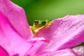 Reticulated Glass Frog - Hyalinobatrachium valerioi,