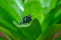 Reticulated Glass Frog - Hyalinobatrachium valerioi