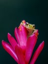 Reticulated Glass Frog - Hyalinobatrachium valerioi, Royalty Free Stock Photo