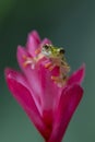 Reticulated Glass Frog - Hyalinobatrachium valerioi, Royalty Free Stock Photo