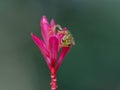 Reticulated Glass Frog - Hyalinobatrachium valerioi Royalty Free Stock Photo