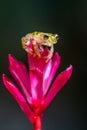 Reticulated Glass Frog - Hyalinobatrachium valerioi, Royalty Free Stock Photo