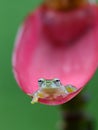 Reticulated Glass Frog - Hyalinobatrachium valerioi, Royalty Free Stock Photo