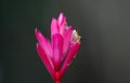 Reticulated Glass Frog - Hyalinobatrachium valerioi,