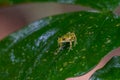 Reticulated Glass Frog - Hyalinobatrachium valerioi Royalty Free Stock Photo