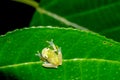 Reticulated Glass Frog - Hyalinobatrachium valerioi Royalty Free Stock Photo