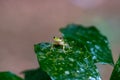 Reticulated Glass Frog