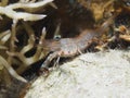 Reticulated Hinge-Beak Shrimp