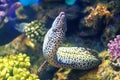 Reticulated Moray Eels Gliding Through the Sea Depth