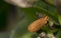 Reticulated netwinged beetle on a branch Royalty Free Stock Photo