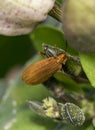 Reticulated netwinged beetle on a branch Royalty Free Stock Photo