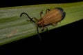 Reticulated netwinged beetle walking on a leaf Royalty Free Stock Photo