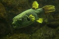 The Reticulated pufferfish Arothron reticularis.