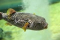 Reticulated pufferfish