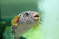 Reticulated pufferfish Royalty Free Stock Photo