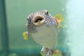 Reticulated pufferfish