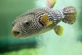 Reticulated pufferfish