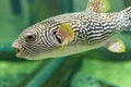 Reticulated pufferfish