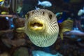 Reticulated pufferfish Arothron reticularis - sea and ocean tropical fish