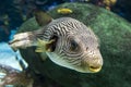 Reticulated pufferfish Arothron reticularis - sea and ocean tropical fish