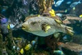 Reticulated pufferfish Arothron reticularis - sea and ocean tropical fish