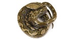 Reticulated Python