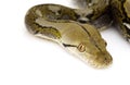 Reticulated Python Royalty Free Stock Photo