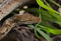 Reticulated python, Boa constrictor snake on tree branch Royalty Free Stock Photo