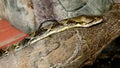 Reticulated Python on a Branch Royalty Free Stock Photo