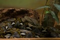 Reticulated python closeup shot, non venomous snake.