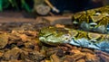 Reticulated python head in closeup, beautiful snake face with yellow eye, brown and yellow colored serpent, popular reptile from