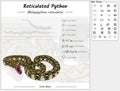 Reticulated python infographic template.