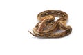 Reticulated python isolated on white background Royalty Free Stock Photo